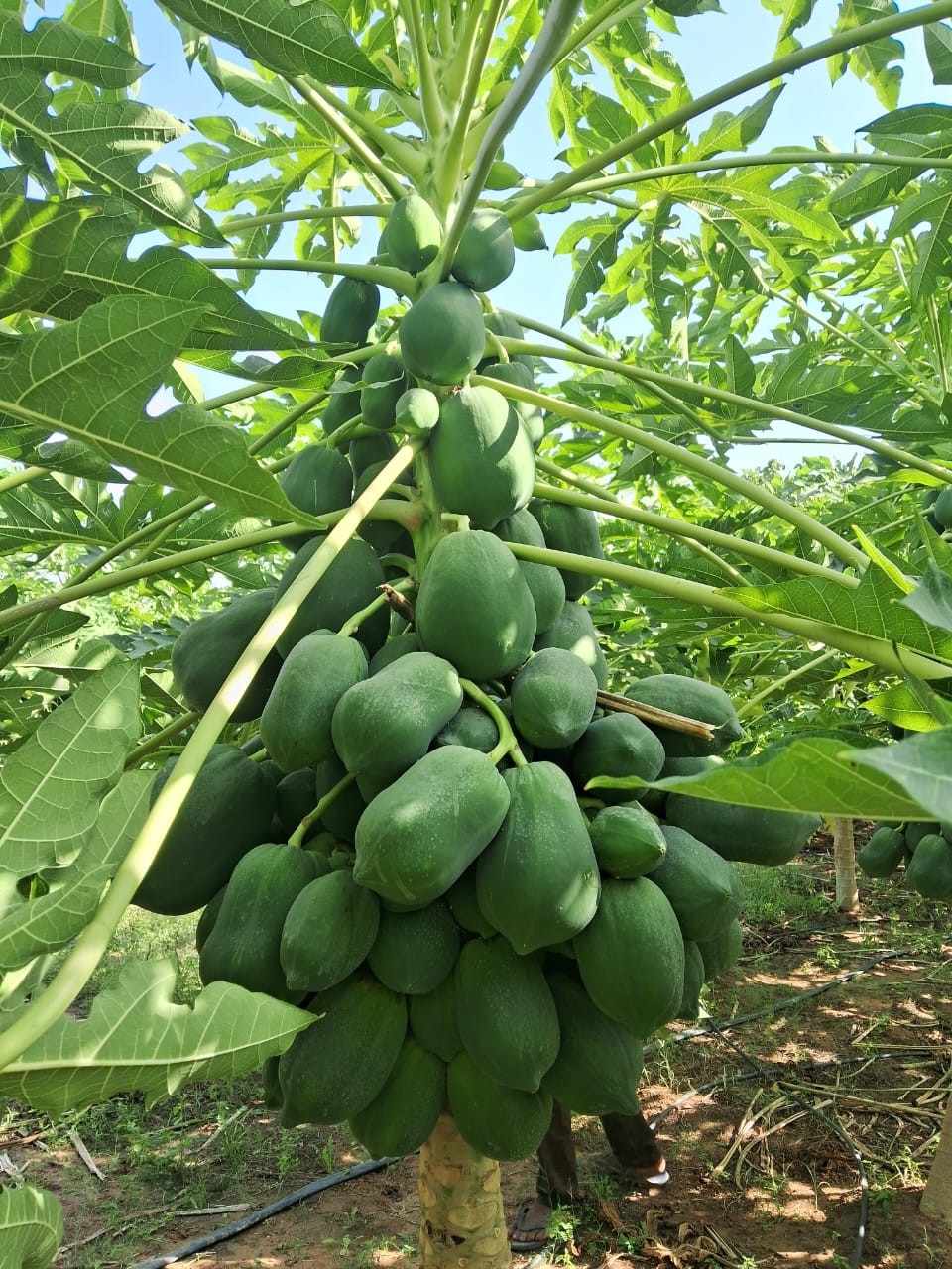 We provide end-to-end natural farming and contract farming services for horticulture crops, helping farmers achieve higher and sustainable income through eco-friendly practices.