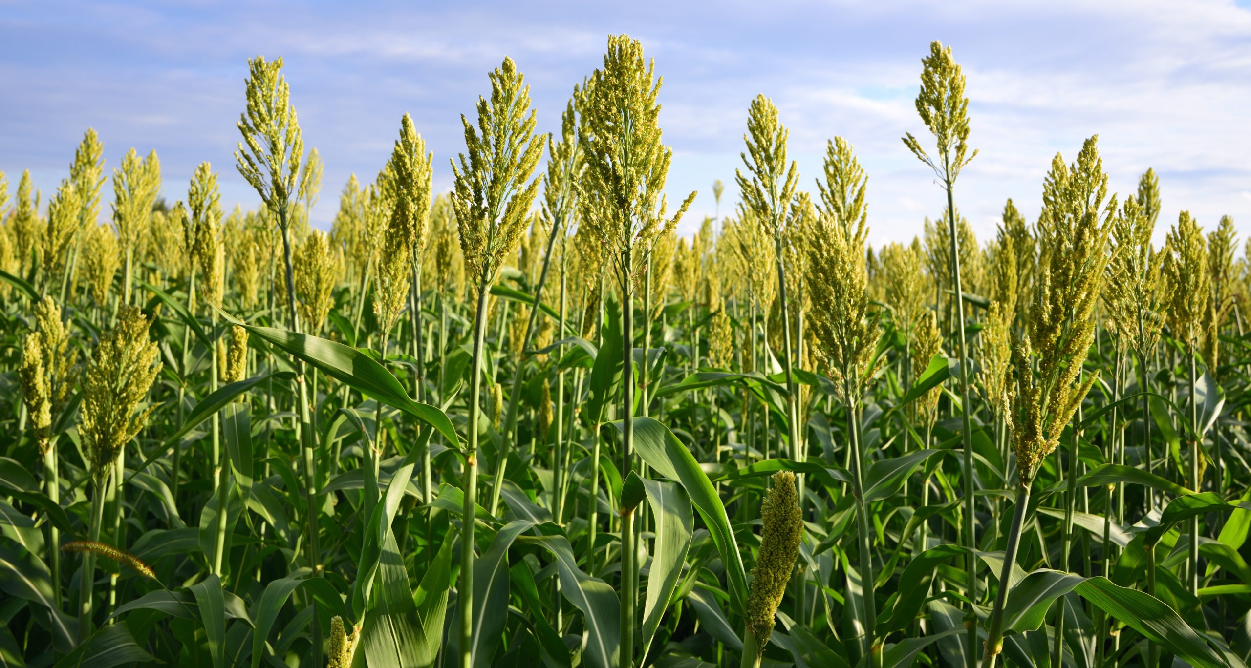 About F2M Krishi Ram